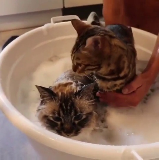 catsofinstagram:‪From @missenell: “Bath time 😍❤️ . The shampoo is special made for cats! 🐾” #catsofinstagram ‬ [source: https://ift.tt/2zGETxG ]