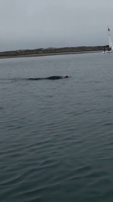 kalicogypsy:  Went kayaking in Morro Bay today, while my boyfriends dad almost crashed into me.  I loved seeing otters in Morro Bay 😊😍