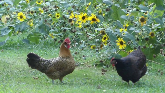 sushinfood:  chickenkeeping: jumping for sunflower seeds small t rex goes sproing! 