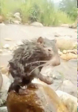 swampthang64:  bowsertheprick:  sixpenceee:  Pacarana’s shower eerily like humans.  Somebody get him a little loofah.   Master Splinter stays clean! 