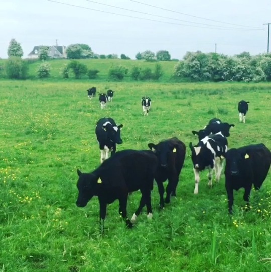 unsonge:met these beautiful girls on the Emerald Isle 
