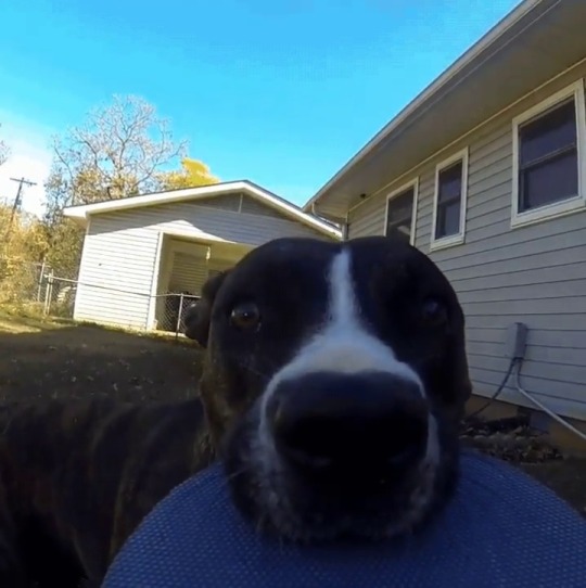 bobgalloway55:  googleme420:  Runaway GoPro…  😂😂😂