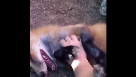 everythingfox: This is a laughing fox (🔊)