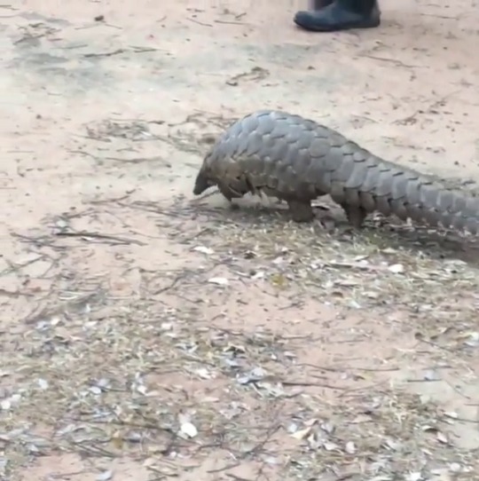 earthstory: jemallon #WildIsLife #RareLittleBugger #Pangolin 