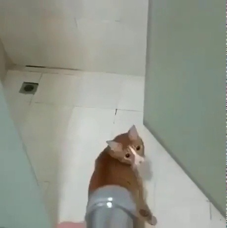 yermemeblog:  Water Kitty