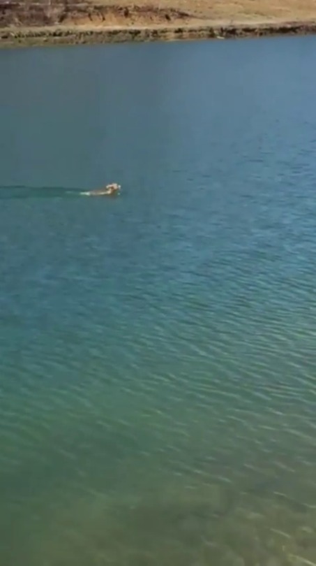 myrandomthoughtsofrandomness:  spookyladysd:   emkay320:  sixpenceee:  This is how rabbits swim. They swim just like they run. However, they absolutely don’t want to swim. But they will if they’re being chased by a predator. (Source)  That’s crazy