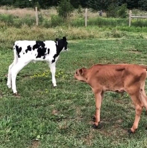 Porn photo flowerlyfemme:  Baby cows meeting each other