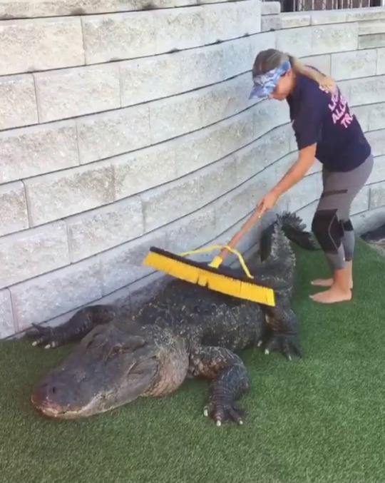 thisheavybody:  kedreeva:He’s being cleaned, not just pet, but judging by that