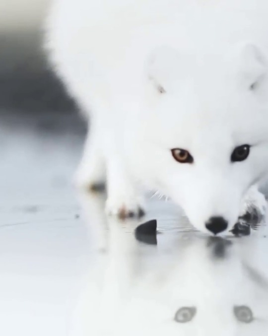everythingfox:  Arctic fox at a glacial river Benjamin Hardman 