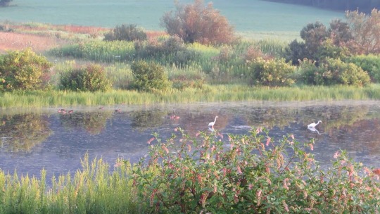 dearlydeerling:  geopsych: Three years ago today.I love this bit of video. Not sure why. Because this looks like a Monet painting or an old watercolour anime background come to life?! I was in utter disbelief until it started moving. 