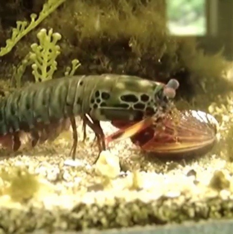 earthstory:  animalfeedvideo💬 How strong do you think a mantis shrimps are?.🦐 The incredible strengths these mantis shrimps were unexpected from such a small creature. Mind you, I have trouble opening jars and they crack the clam’s shell in a