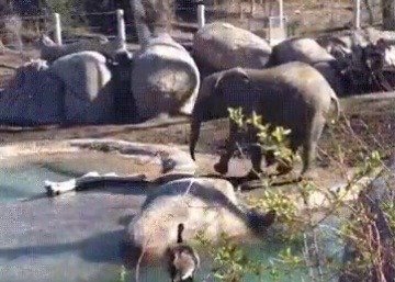 lexxgotthejuice:  jervae:   streetcat1887:  julietteandthejet:  sixpenceee: War at the watering hole.  It me   🤣🤣🤣🤣   The back kick has me rolling.    Proof that geese are the devil 