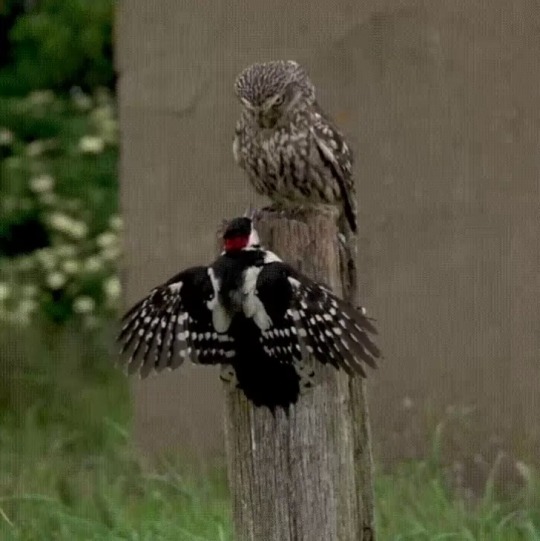 vtman2016:  worldstrangeweb:  ampervadasz:  Megjött a főnök  That stare down.