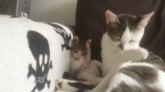 smitethepatriarchy: If there’s anything worth living for, it’s kittens trying to imitate their moms.