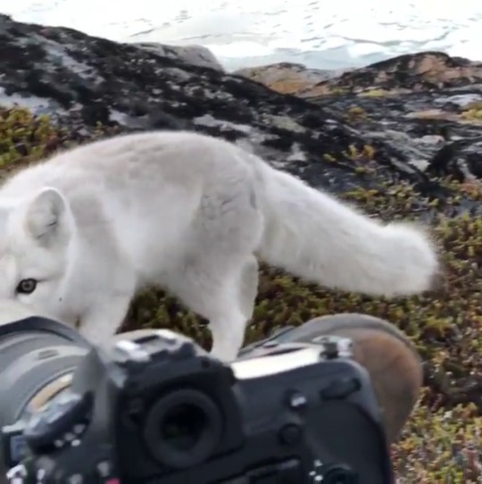 everythingfox:  krusieshipper17:   bears-official:  everythingfox:  “The very best moment of my wild Arctic Fox experience from yesterday. Please enjoy with sound“ 🎥:  Stefan Forster    ur device do me an STARTLE gonna hav 2 monchet   This is like