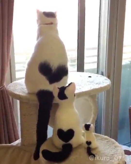 catsofinstagram:  ‪From @ikura_0711: “🐾‬ ‪Get along with your sisters🐈🖤‬