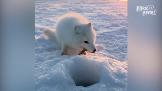 samantha-kirkland: everythingfox: Baby fox steals fish from fisherman (🔊)  