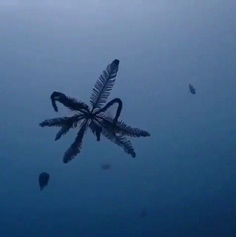 sixpenceee:  Feather stars are the closest thing we have to walking plants. Via here