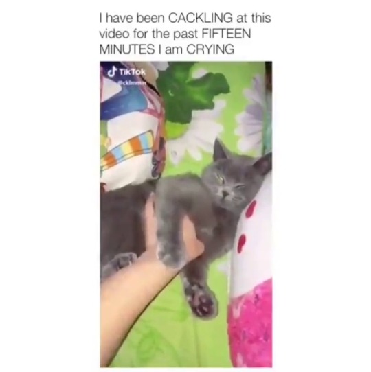 babyanimalgifs:  This is the funniest video ever 😂