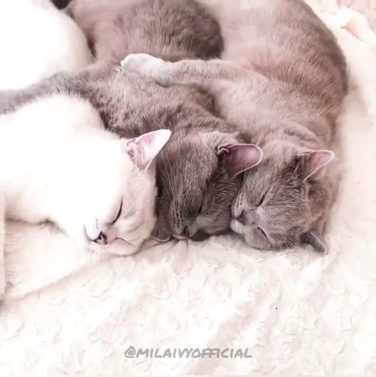 catsofinstagram:  ‪From @milaivyofficial: “that‘s what a perfect friday night