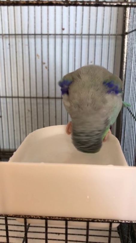 theelrueben: otto-birb:  time to take a bath and YELL the whole time ovo  This makes my day😇😇😇😇 