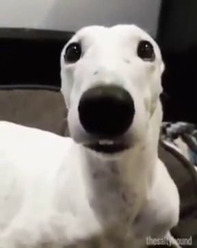 Perro friolero.