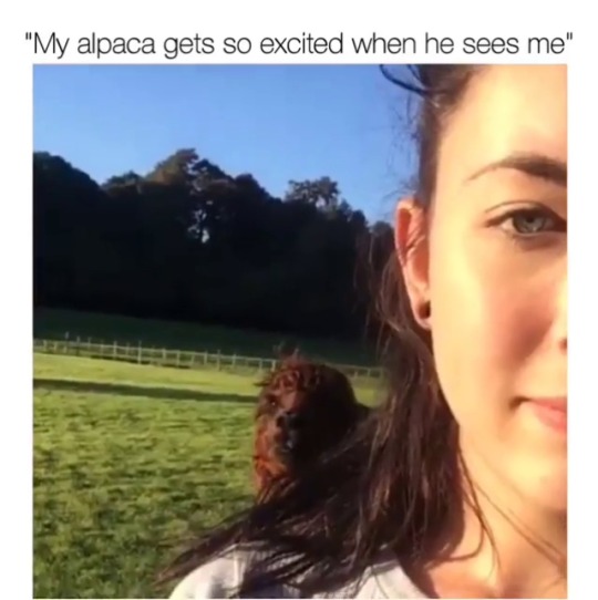 ayellowbirds: babyanimalgifs:  You don’t need a man. You need an Alpaca 🖤  (@hotcupofjodie)  those are the most distressing “happy” noises imaginable, why are camelids so weird 