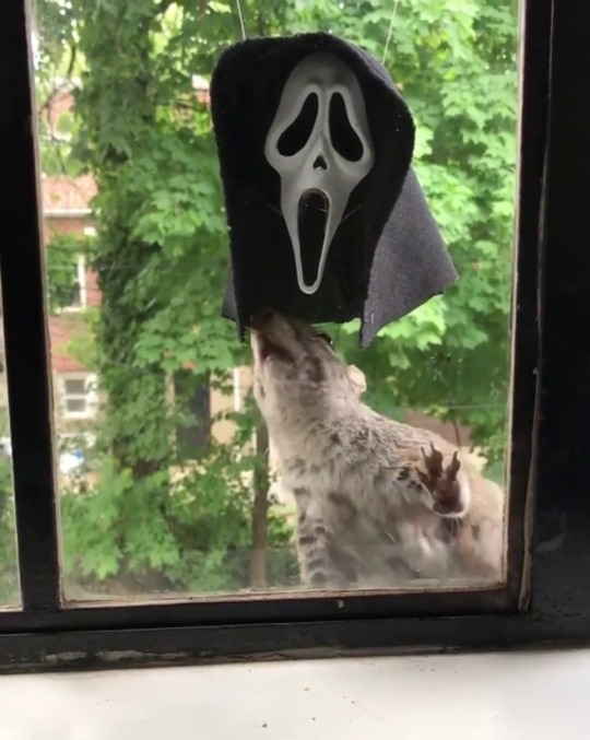 catchymemes:  Spooky level is rising