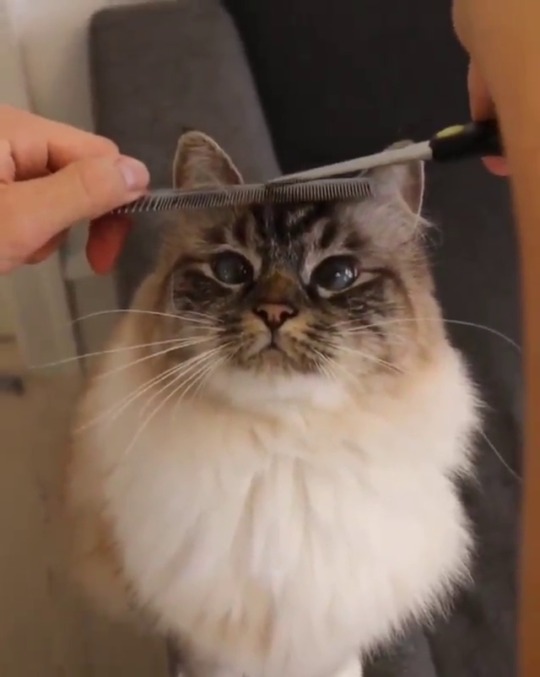 catsofinstagram:  ‪From @missenell: “Making sure all the fluff is on point 😎🐾. #barber” #catsofinstagram ‬ [source: https://ift.tt/2RyPhfb ]