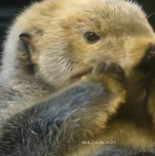 tulle-clad-tempest: jenniferrpovey:  yassmines: im losing my mind….shes jus a lil baby… She’s oiling! Sea otters have oil glands in their cheeks, and the vigorous rubbing is how they extract the oil, which then forms a layer on top of their fur.