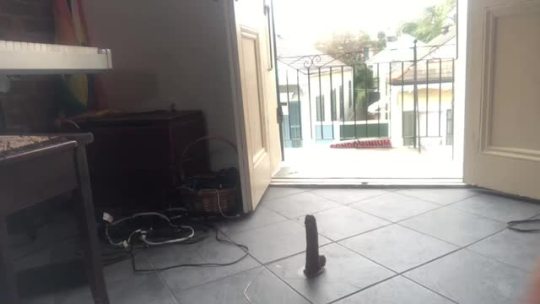 jakewillisdances:  Dildo at the window…