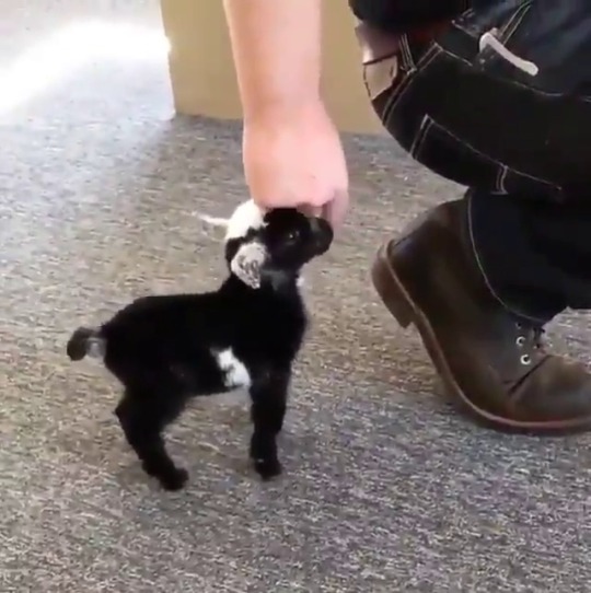 saberwitch:  squishychameleon:   angel-kiyoss: Tiny Goat 🐐 @saberwitch   I was NOT PREPARED for the TINY 