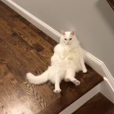catsofinstagram:  ‪From @meow_york_kitties­: “Weird flex, but OK.” #catsofinstagram ‬ [source: https://ift.tt/2qHPqBI ]