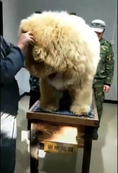 cloudfreed: candiikismet:  emma-velocirapity:  Big fucking boy!!!  What breed is this!!!  I LOVE HIM!   he’s a tibetan mastiff! also he’s blonde this big boy looks huge because, well, he is. but he’s also extremely FLUFFY. judging by the military