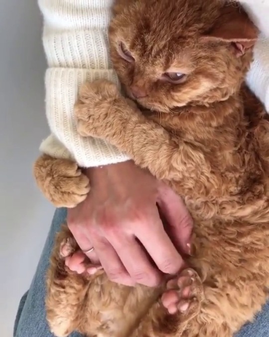 catsofinstagram:  From @rina_takei: “Pimms enjoying a cuddle.” #catsofinstagram [source: https://ift.tt/2PRti5X ]