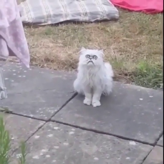 catchymemes: This Stray Cat Looks Like Grandma Credit: Wilfred Warrior x Michael Rapaport 