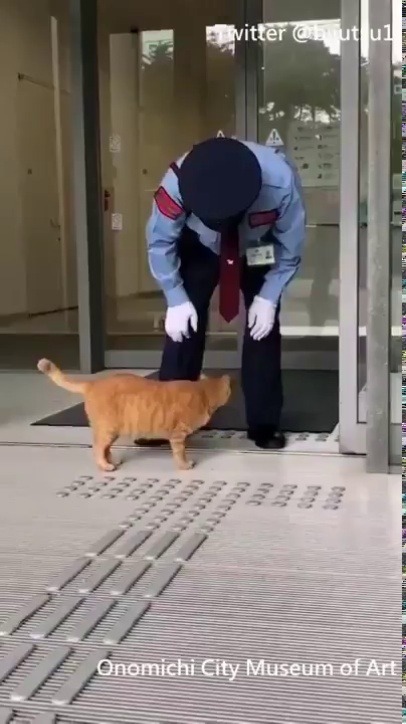 beesmygod: greenapparatus:  highlandvalley: A museum in Japan spends most of its day refusing entry to 2 cats trying to get in @bijutsu1https://twitter.com/jiffington/status/1062471505496469504/video/1  LET THEM IN  WAIT THIS IS THAT MUSEUM THAT MAKES