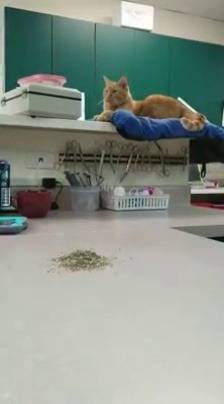 catsbeaversandducks:   Catnip is a helluva drug…Video by Sandra Dee Lutheran