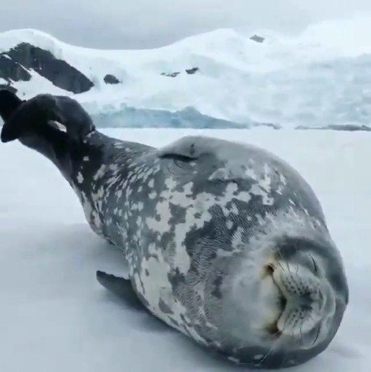 jumpingjacktrash:  earthstory:  earthunaltered Have you ever heard a weddell seal speak before?🐾    that’s the most electronic sounding noise i’ve ever heard a mammal make! 