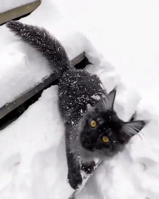 catsofinstagram:  From @mainecoonqueens: “Cute little panther in snow.❄️”