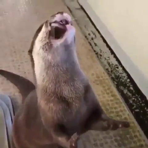 thenatsdorf:  Otter trades toy for treat.