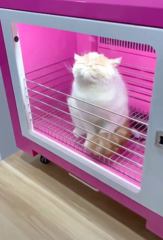 thynetruly: imoverallofit: He cookin  is that…a cat dryer.. 