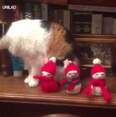 catsbeaversandducks:  When you just REALLY don’t like Christmas.Via UNILAD
