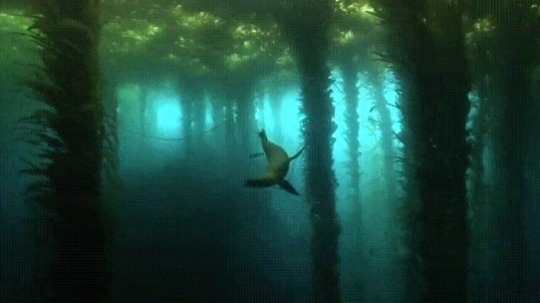 sixpenceee:A Kelp forest from an episode of Blue Planet 2.