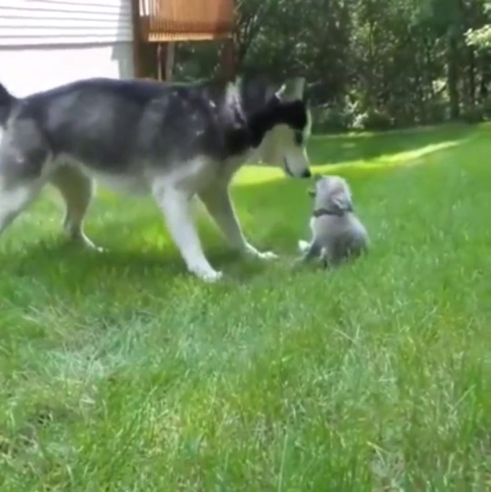 broccoli-goblin:  everythingfox:  Husky plays with a fox cubvia r/everythingfoxes  WHERES THE SOUND THIS IS TORTURE