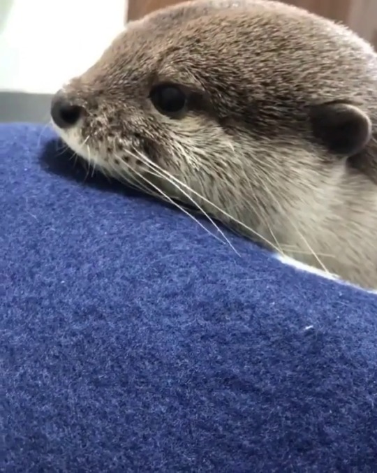 baby-make-it-hurt:  Reblog for noises 😍  Awww yesss otters 