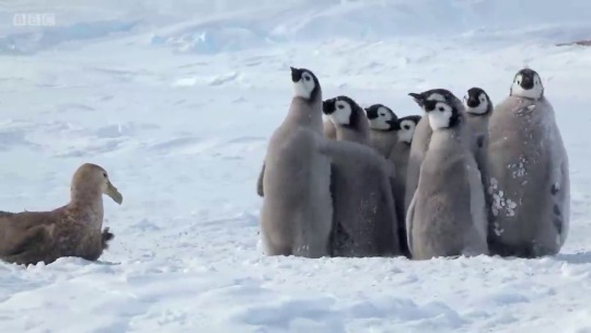 landcrow:tsunamiwavesurfing:  penguins vs giant petrel   