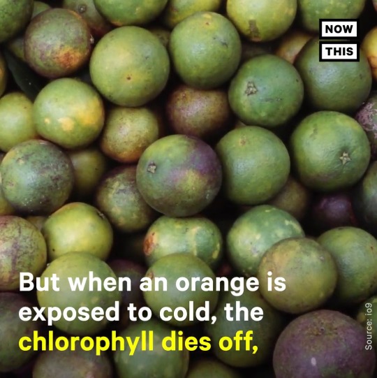 squeeful:  triplehamburgerjack:  cannedviennasnausage:  keltik:  neutralbacteria:     there’s an orange tree in my parent’s house in pr and the oranges it produced were always greenwe always thought something happened that kept them from ripening