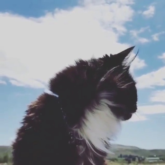 catsofinstagram:  ‪From @stasha_the_mustache_cat: “I like the feel of the wind