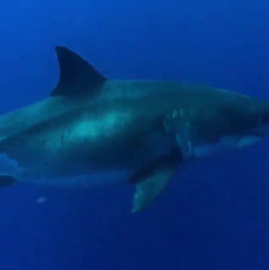 deep blue shark markings